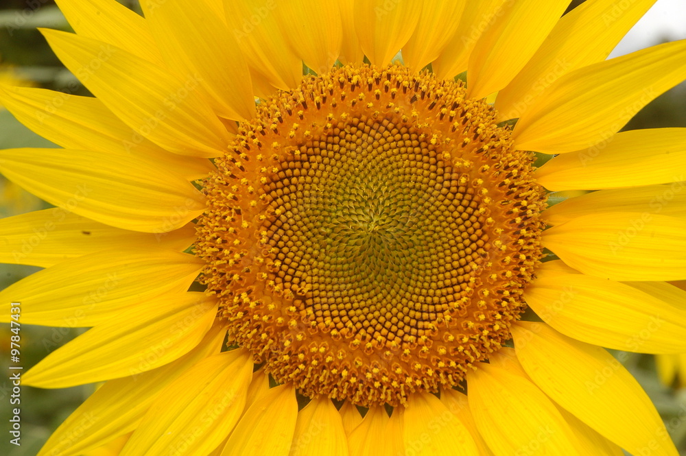 Micro shot of the Flowers