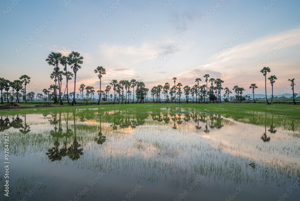 Sugar palm tree and rice field in sunset