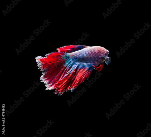 Capture the moving moment of white siamese fighting fish