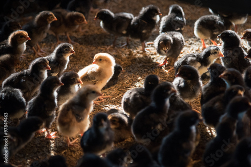 Chicks in the henhouse © ton_kanisorn