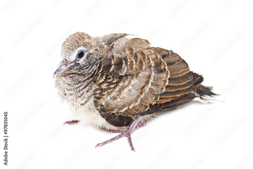 Zebra Dove Baby Bird (Scientific Name : Geopelia striata) Zebra Dove Baby Bird (Scientific Name : Geopelia striata)