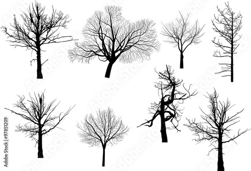 set of eight bare trees isolated on white