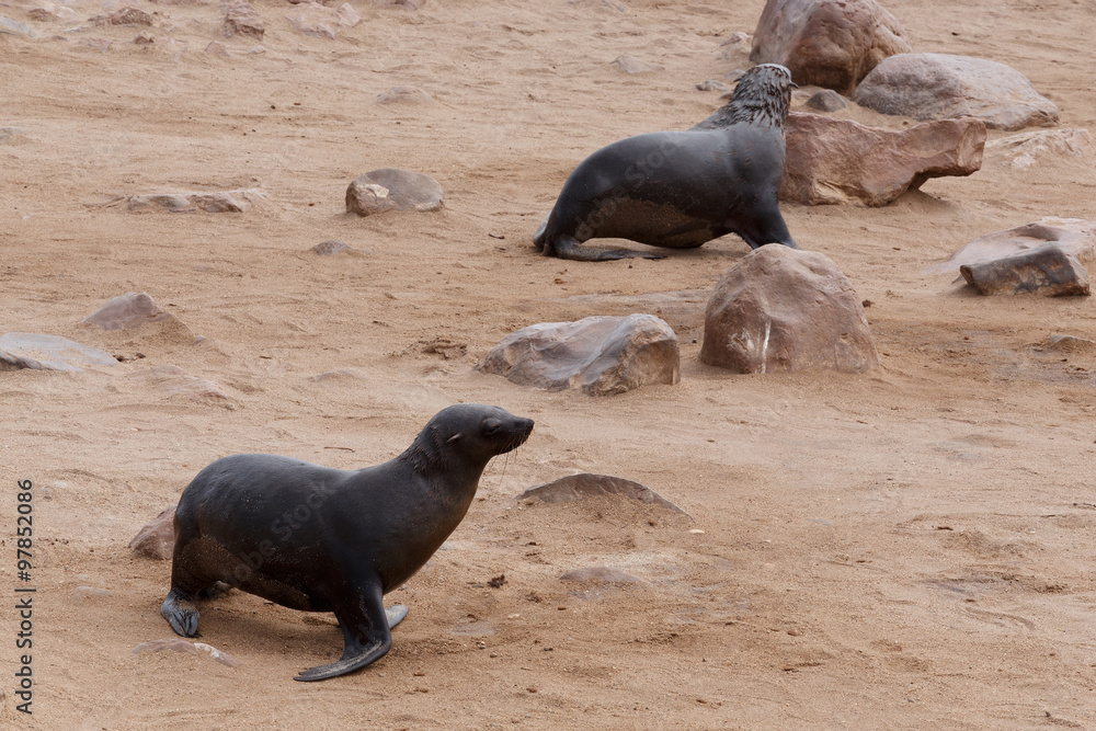 Fototapeta premium sea lions in Cape Cross, Namibia, wildlife