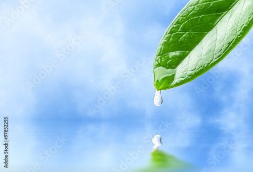 Dew drop on leaf close up,  Include path for remove background