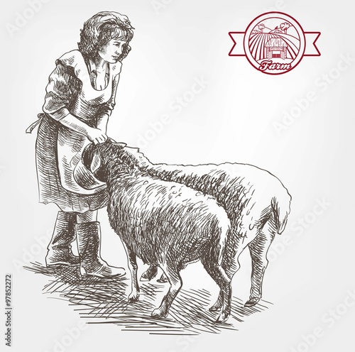 sheep breeding sketch