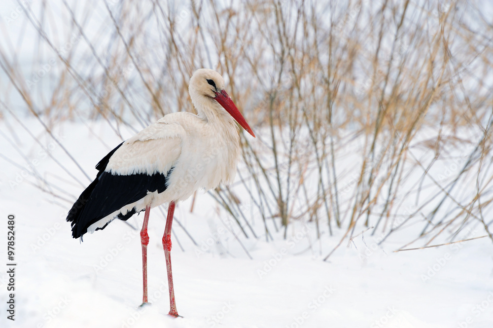 Fototapeta premium Stork at the winter park