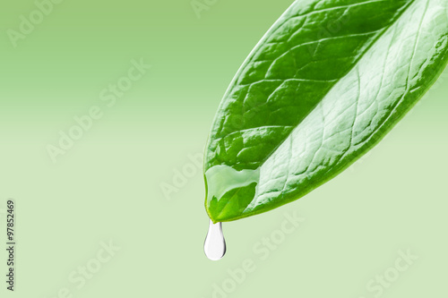 Dew drop on leaf close up,  Include path for remove background
