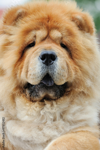 Portrait brown chow chow dog