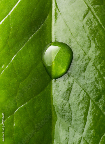 Dew drop on leaf close up,