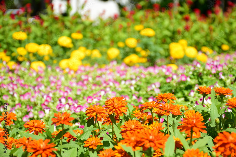 Orange zinnia in the garden