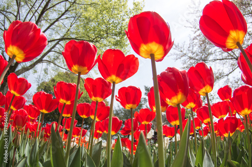 tulip flower（チューリップ）