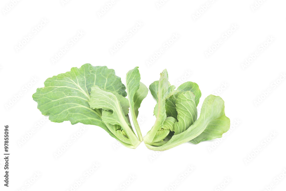 Fresh green cabbage leaf on white background Fresh green cabbage leaf on white background