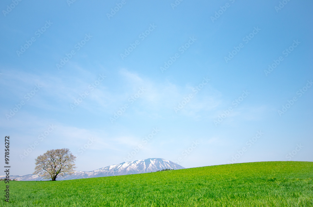 Fototapeta premium Koiwai farm,morioka city,iwate,tourism of japan（岩手県・小岩井農場）