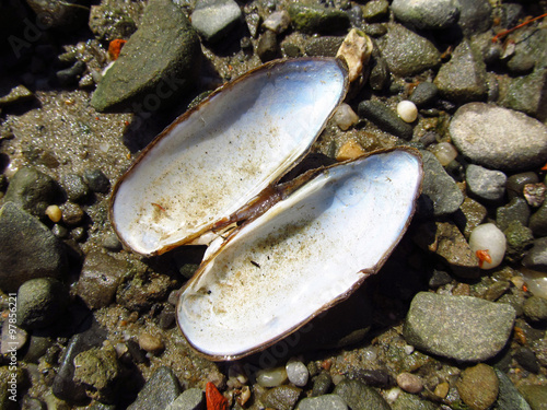 Fototapeta Naklejka Na Ścianę i Meble -  close photo of empty shell of swan mussel on the bank of a pond