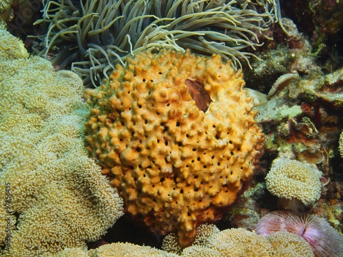 Demosponge, Island Bali photo