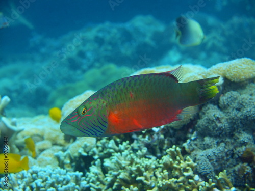 Coral fish, Island Bali © vodolaz