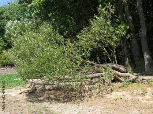 Green willow growing in horizontal position 