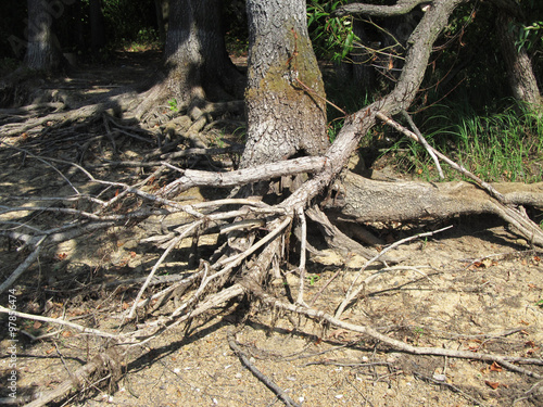 Bare crooked branches and tree with revealed roots 