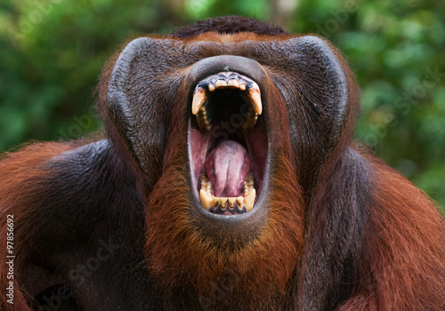 Dominant male orangutan yawns. Indonesia. The island of Kalimantan (Borneo). An excellent illustration. photo