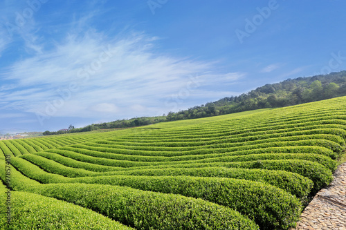 Beautiful pattern of bright, green tea garden on the hill