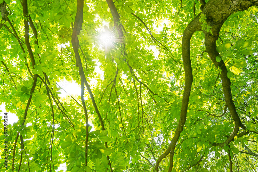 Obraz premium Skrzyp