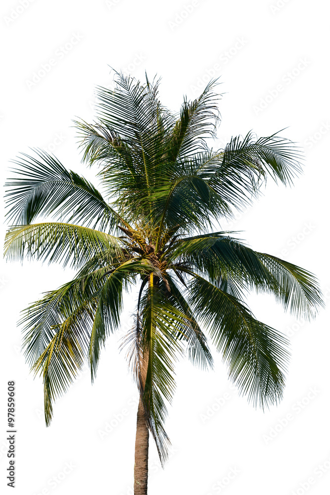 Coconut tree isolated on white background Coconut tree isolated on white background
