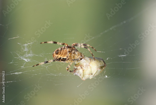 Feeding spider macro unstacked photo