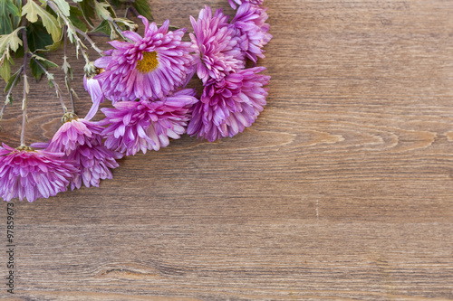 Pink chrysanthemum on wooden background