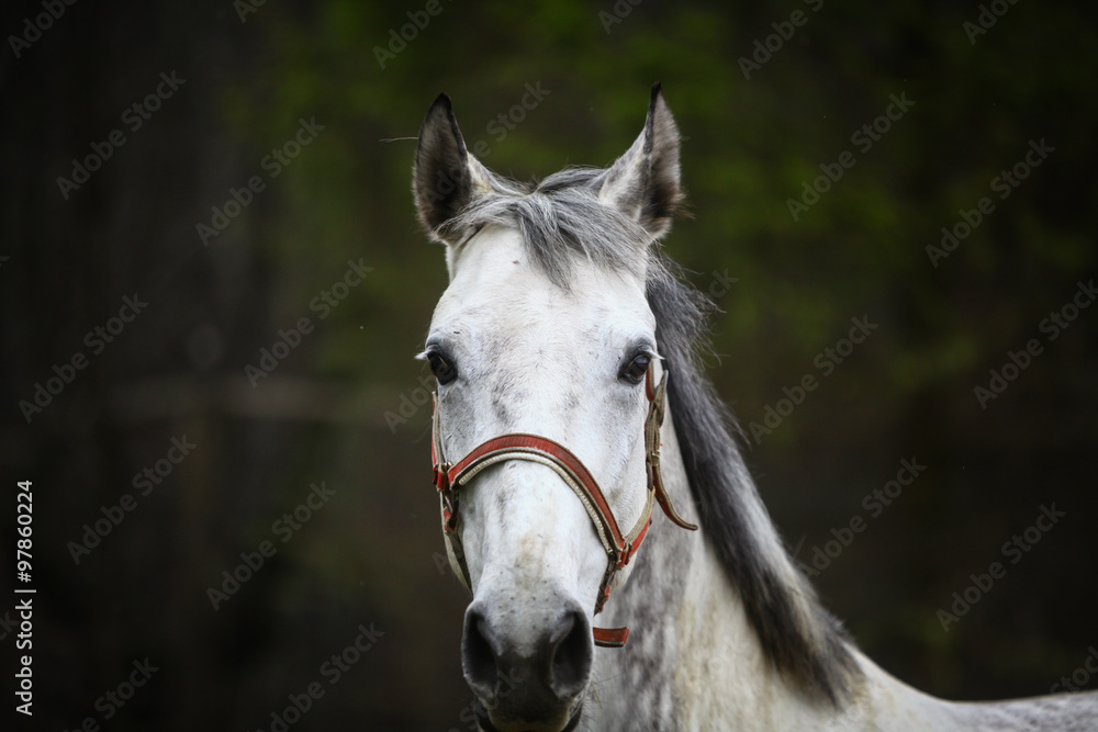 Obraz premium Lonely gray horse