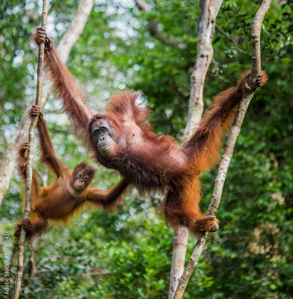 Naklejka premium The female of the orangutan with a baby in a tree. Indonesia. The island of Kalimantan (Borneo). An excellent illustration.