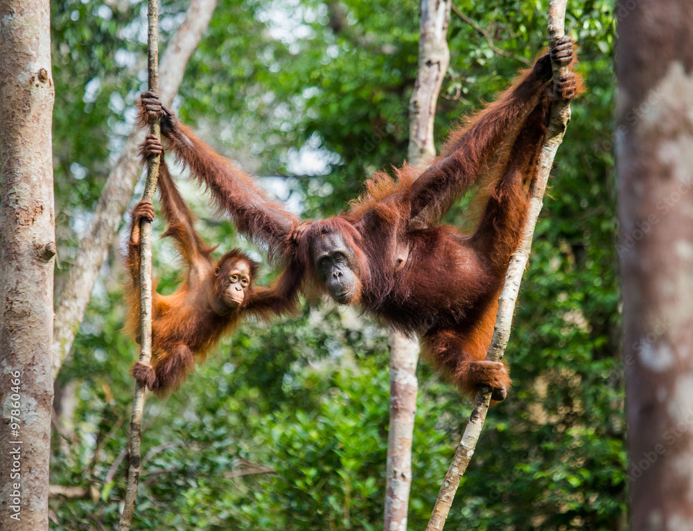 Obraz premium Samica orangutana z dzieckiem na drzewie. Indonezja. Wyspa Kalimantan (Borneo). Doskonała ilustracja.