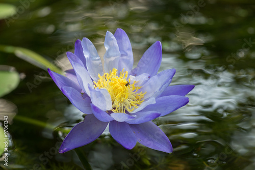 Lotus  Water lily  in pond