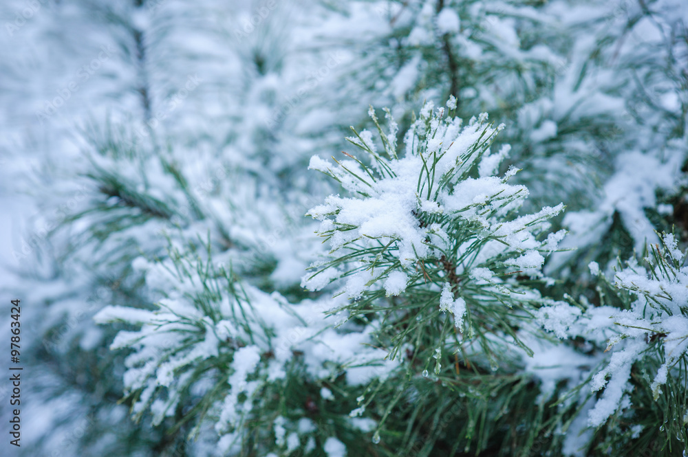 Coniferous branches covered with hoarfrost. Close up