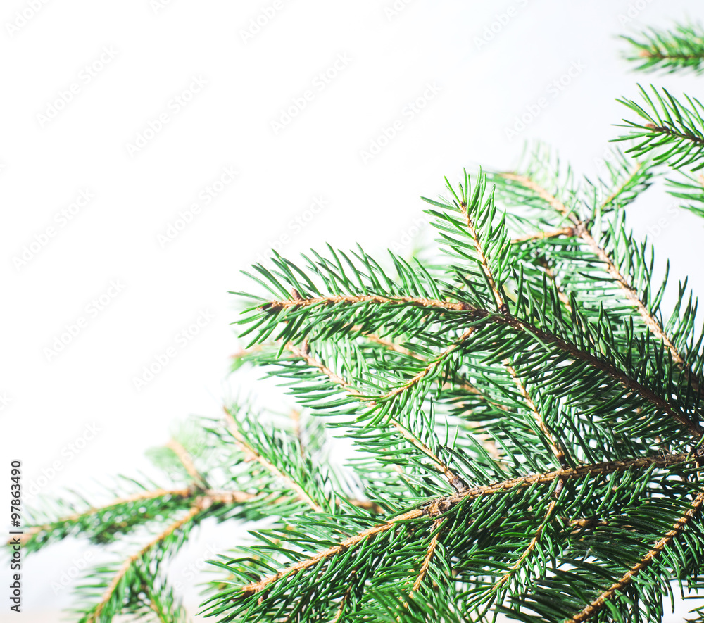 branches of a Christmas tree on a white background branches of a Christmas tree on a white background