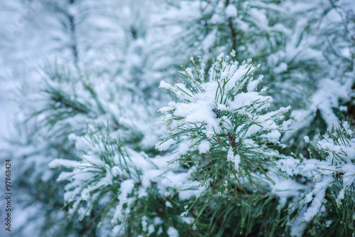 Coniferous branches covered with hoarfrost. Close up