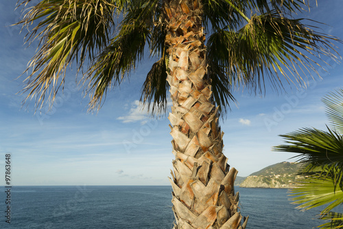 Palm, Liguria, Italy