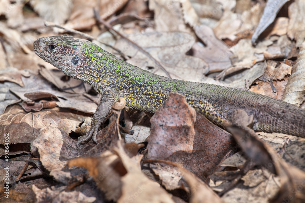 lizzard in the leaves lizzard in the leaves