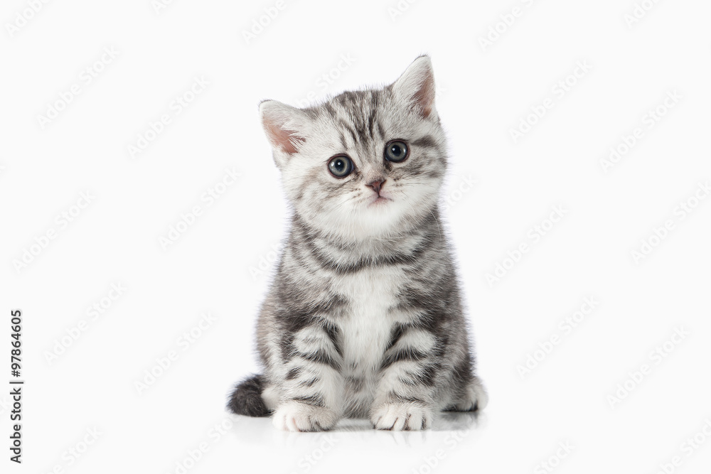 Cat. Small silver british kitten on white background