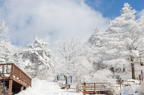 Photography winter white snow  of Sobaeksan Mountain in Korea.