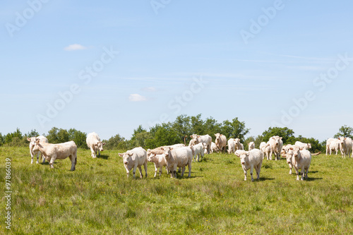 Konstfotografi Large herd of white Charolais beef cows and calves grazing in a spring pasture s