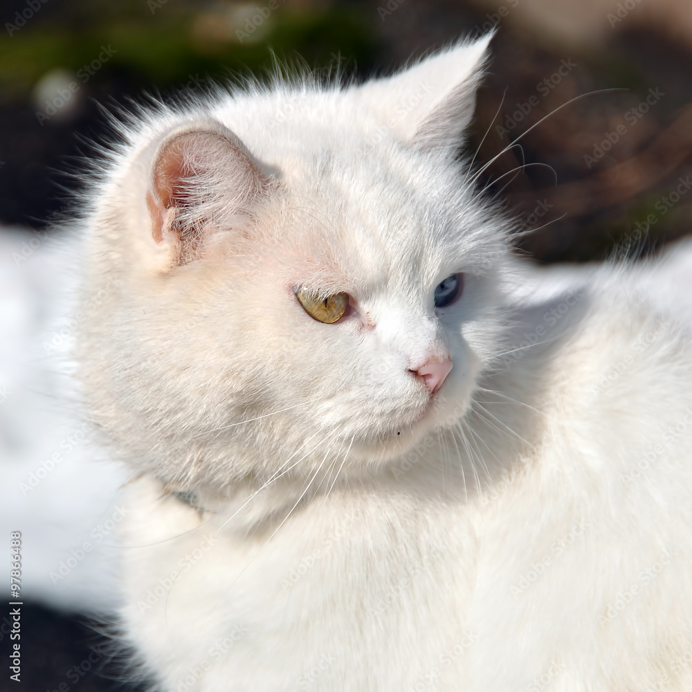 white cat on the road