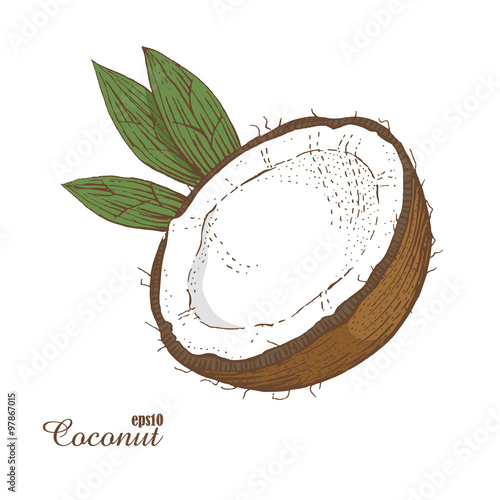 Coconut. Woodcut style. Hand drawn sketch walnut. Color vector illustration.