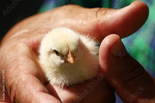 Cute small chick in hand