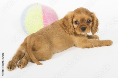 Photo Stock Bebe Chien Mignon Adobe Stock