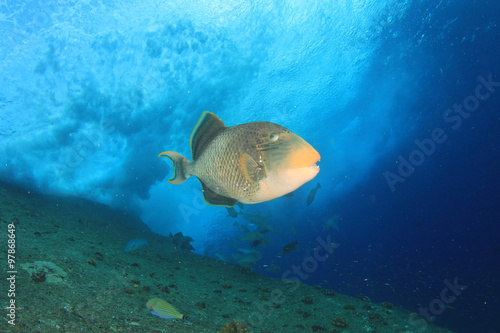 Underwater coral reef and tropical fish