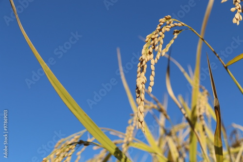 Rice field photo