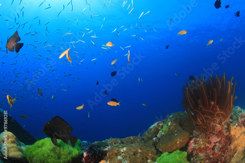 Underwater coral reef and tropical fish