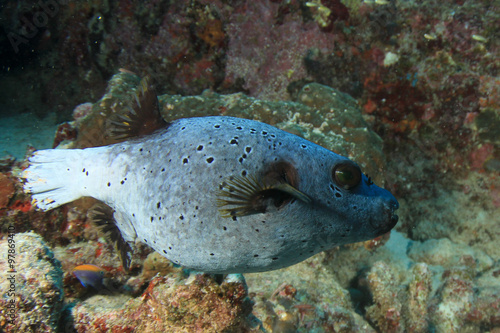 Underwater coral reef and tropical fish