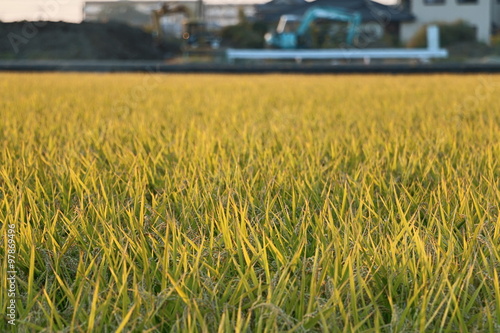 Rice field photo