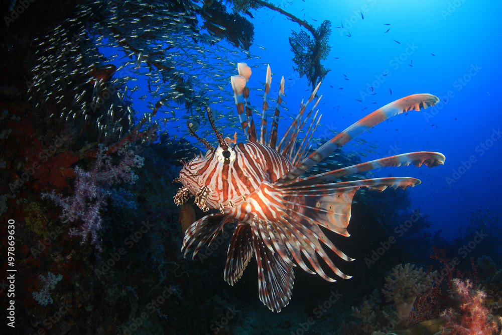 Lionfish Lionfish
